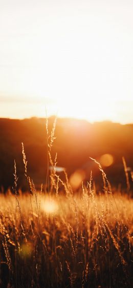 grass field, sunset Wallpaper 1170x2532