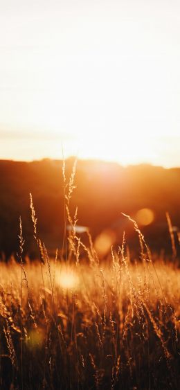 grass field, sunset Wallpaper 1080x2340