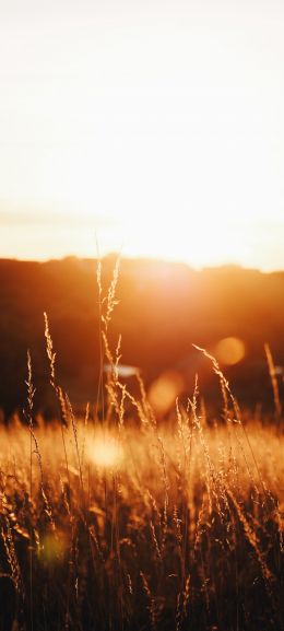 grass field, sunset Wallpaper 1440x3200