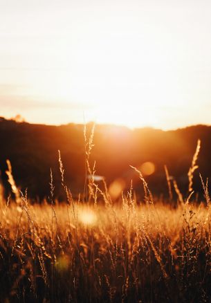 grass field, sunset Wallpaper 1640x2360