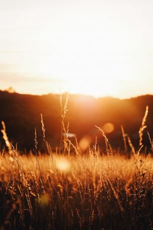 grass field, sunset Wallpaper 640x960