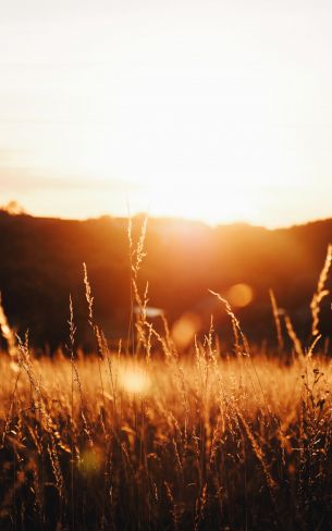 grass field, sunset Wallpaper 1600x2560