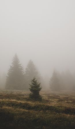 fog, ели Wallpaper 600x1024