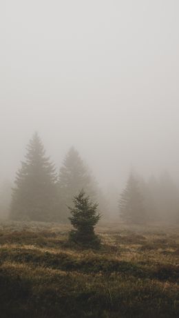 fog, ели Wallpaper 640x1136