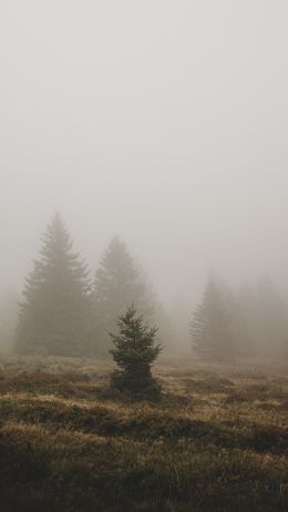 fog, ели Wallpaper 2160x3840