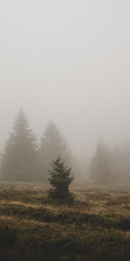 fog, ели Wallpaper 720x1440