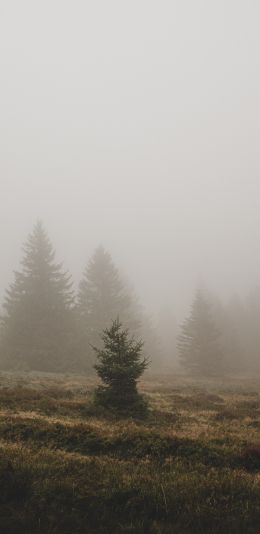 fog, ели Wallpaper 1080x2220