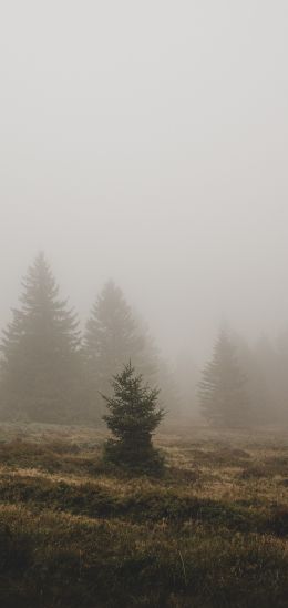 fog, ели Wallpaper 1080x2280