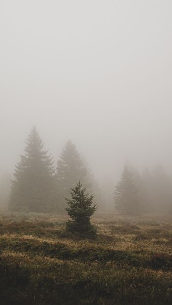 fog, ели Wallpaper 640x1136