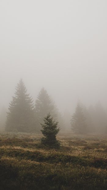 fog, ели Wallpaper 1440x2560