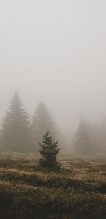 fog, ели Wallpaper 1440x2960