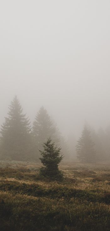 fog, ели Wallpaper 720x1520