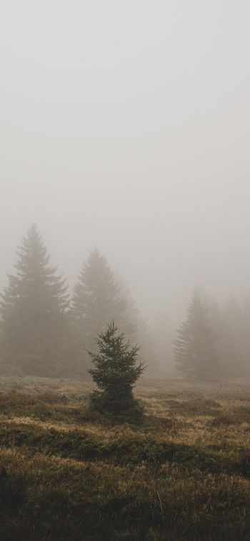 fog, ели Wallpaper 1242x2688
