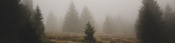 fog, ели Wallpaper 1590x400