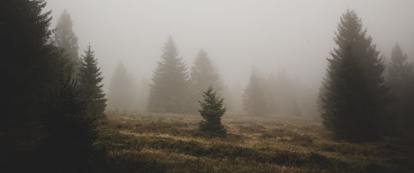 fog, ели Wallpaper 3440x1440