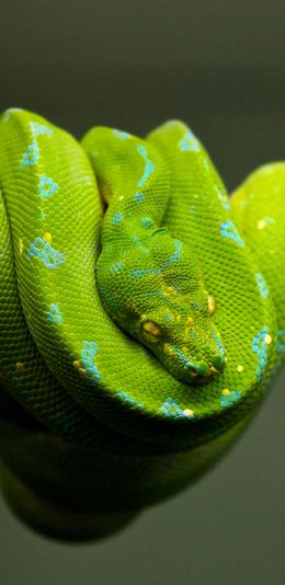 Обои 1080x2220 змея, чешуя, зеленый