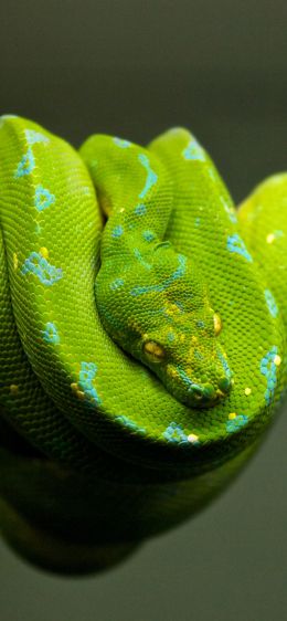 snake, scales, green Wallpaper 828x1792