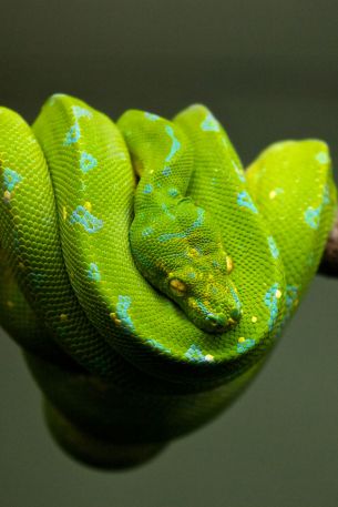 Обои 640x960 змея, чешуя, зеленый