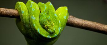 Обои 2560x1080 змея, чешуя, зеленый