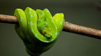Обои 1920x1080 змея, чешуя, зеленый