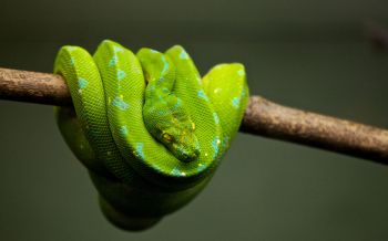 Обои 2560x1600 змея, чешуя, зеленый