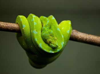 Обои 1024x768 змея, чешуя, зеленый