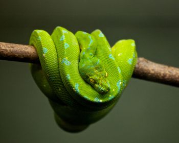 snake, scales, green Wallpaper 1280x1024