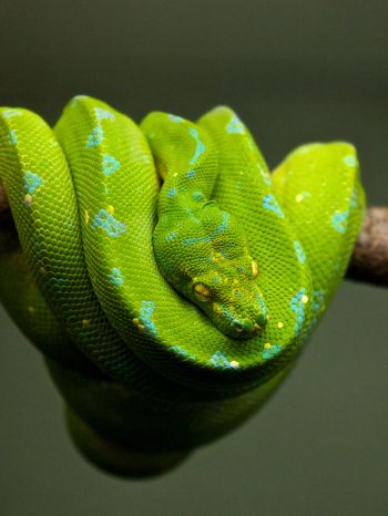 Обои 1536x2048 змея, чешуя, зеленый