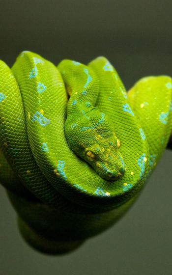 snake, scales, green Wallpaper 1200x1920