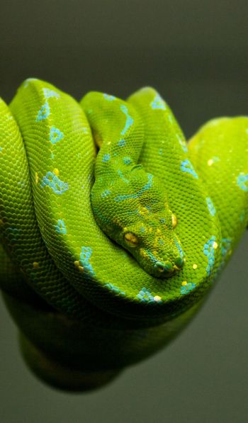 Обои 600x1024 змея, чешуя, зеленый
