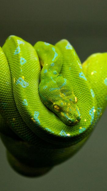 Обои 640x1136 змея, чешуя, зеленый