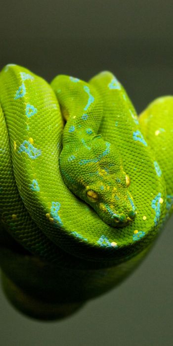 Обои 720x1440 змея, чешуя, зеленый