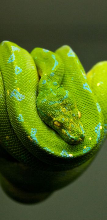 snake, scales, green Wallpaper 1080x2220