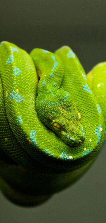 Обои 1080x2280 змея, чешуя, зеленый