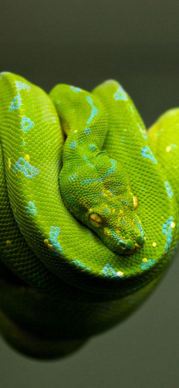 Обои 828x1792 змея, чешуя, зеленый