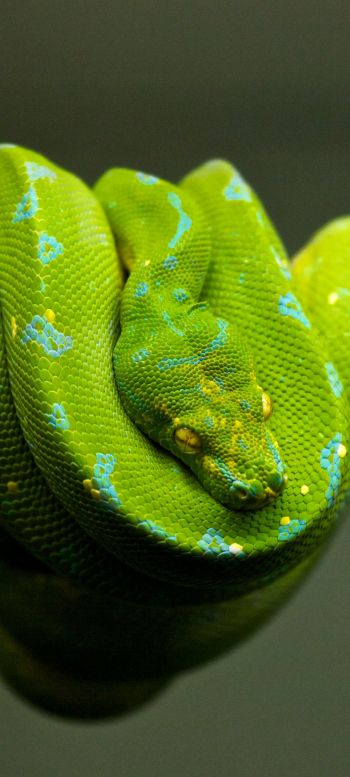 Обои 720x1600 змея, чешуя, зеленый