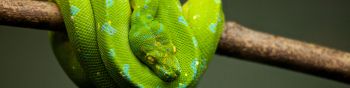 Обои 1590x400 змея, чешуя, зеленый