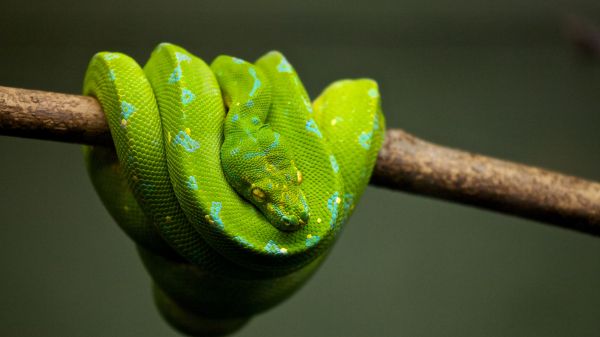 Обои 1366x768 змея, чешуя, зеленый