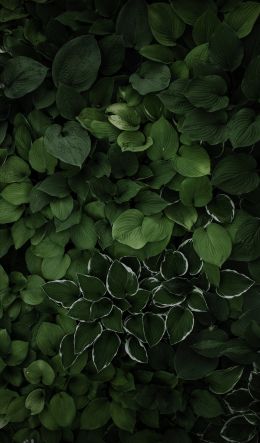 leaves, green Wallpaper 600x1024