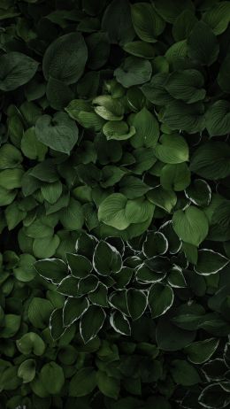 leaves, green Wallpaper 1440x2560