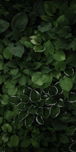 leaves, green Wallpaper 720x1440