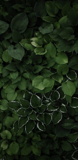 leaves, green Wallpaper 1080x2220