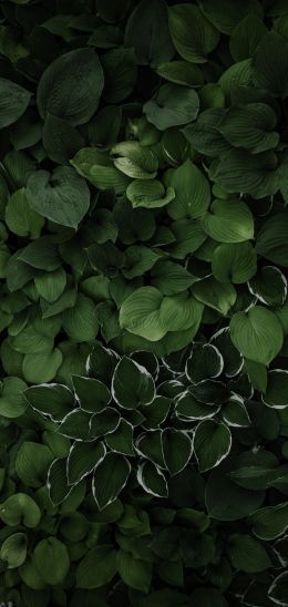 leaves, green Wallpaper 1440x3040