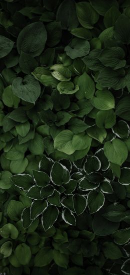 leaves, green Wallpaper 1080x2280