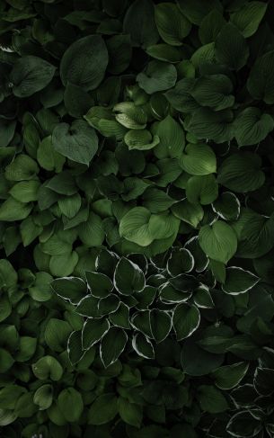 leaves, green Wallpaper 1752x2800