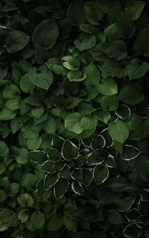 leaves, green Wallpaper 800x1280