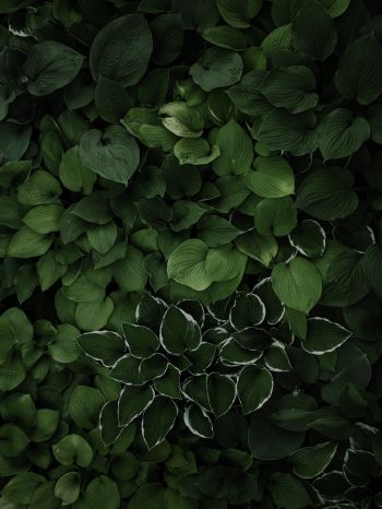 leaves, green Wallpaper 2048x2732