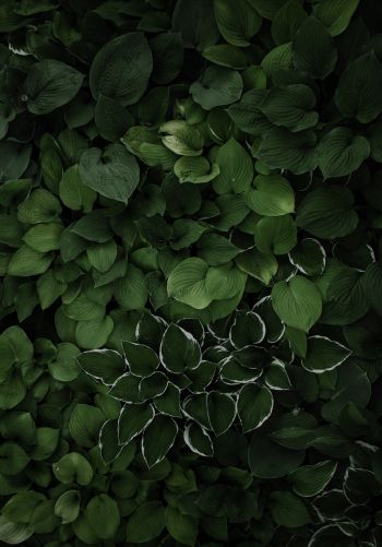 Обои 1668x2388 листья, зеленый