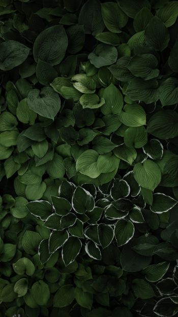 leaves, green Wallpaper 2160x3840