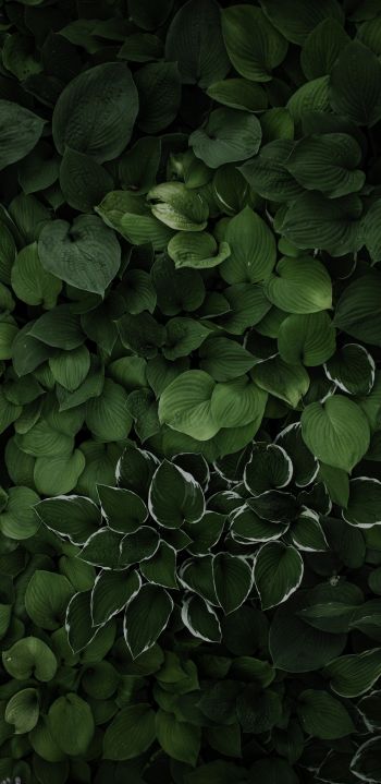 Обои 1080x2220 листья, зеленый